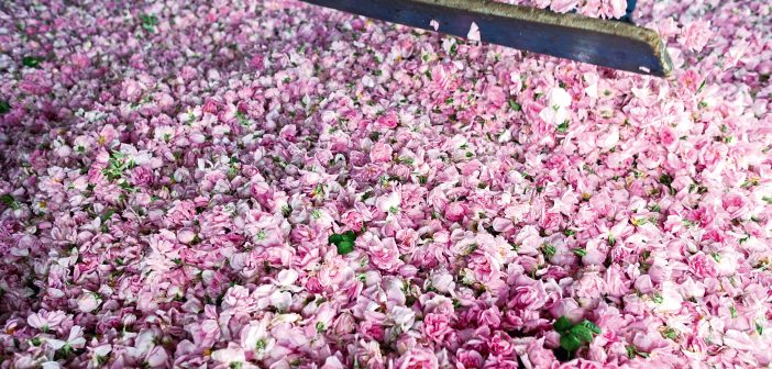 Türkiyenin Gül Bahçesi Isparta’da Gül Hasadı